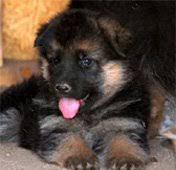 There is a special period of learning that occurs during puppyhood. Imported And Champion German Shepherd Puppies For Sale At Clawsnpawskennel Cuttack Free Classified Ads