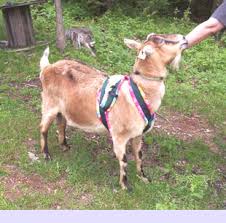 We did not find results for: Working Goats About Goat Harnesses