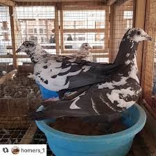 Pigeon Pigeons Racingpigeons Racingpigeon Pigeonsofinstagram Pigeonracing Guvercin Tauben Bird Birds Pigeonfan Pigeonlove Pigeonsfans Homi Pomba