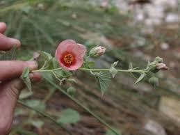 Image result for Abutilon pycnodon