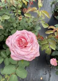 Maybe you would like to learn more about one of these? Rose Belinda S Dream 3g Pink Growers Outlet Willis Texas