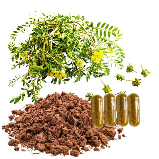 Tribulus