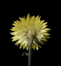 Image result for Helichrysum aureum
