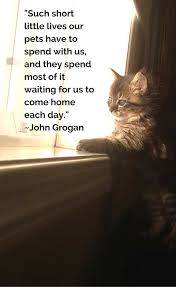 Such Short Little Lives Our Pets Have To Spend With Us And They Spend Most Of It Waiting For Us In 2020 Cat Quotes Funny Cat Quotes Cats