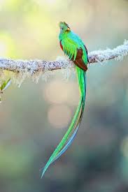 Birds That Start With Q Pin De Girls In Threads En Stunning Aves De Colores Pajaros Exoticos Aves
