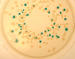 Check spelling or type a new query. Lab M S Harlequin Tbga Chromogenic Medium Allows Simple Enumeration Of E Coli
