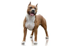 How much will my pitbull weigh? American Staffordshire Terrier Vs Pit Bull Canine Hq