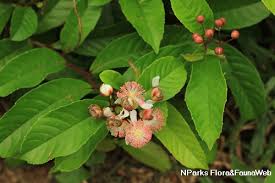 Image result for Tetracera