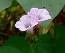 Image result for Ipomoea trinervia