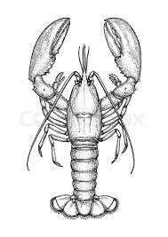 How to draw a lobster realistic. Ink Sketch Of Lobster Isolated On Stock Vector Colourbox