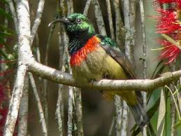 Image result for Jumellea usambarensis