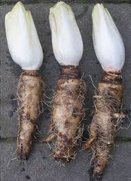 Comment bien la choisir ? Endive Wikipedia