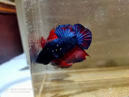5 ikan cupang termahal dan tercantik. Ikan Cupang Avatar Gordon Perlengkapan Hewan Aksesoris Hewan Di Carousell
