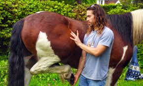 Vitamin d deficiency, its role in health and disease, and current supplementation recommendations // j. Equine Osteopathy Treating Causes Not Symptoms