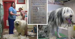 Does your dogs hair get everywhere? Purchase Dogs Hair Cutting Salon Near Me Up To 67 Off