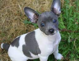 Blue Rat Terrier Puppies For Sale Rat Terrier Puppies Rat Terrier Dogs Terrier Puppies