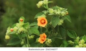 Image result for Sida rhombifolia
