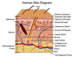 Accutane changes multiple hormones, vitamins, and sebum excretion so it could've. Hair Loss Facts New England Associates Hairstart Solutions For Thinning Hair To Help You Look As Good As You Feel
