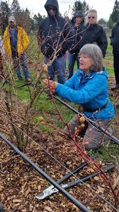 During this time, there is little to zero stress when trees are cut back. Winter Is Prime Time For Fruit Tree Pruning The Reflector