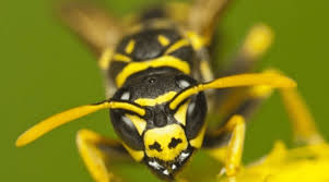 Yes, bug bombs and foggers kill wasps, hornets, and yellow jackets. Yellow Jackets And How To Deal With Them