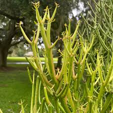 Image result for Euphorbia tirucalli