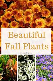 Pin On Flowers Plants