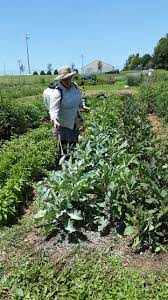 Kaolin face packs are popularly used all over the world for it's amazing skin benefits. Kaolin Clay Lafarm The Lafayette College Community Garden Working Farm