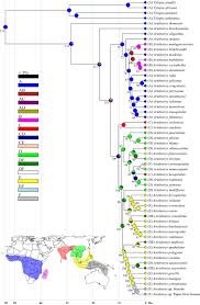 Image result for Artabotrys monteiroae