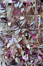 Even if it survives winter cold, or is happy in a pot indoors, old foliage will eventually die, and the plant become stemmy and unattractive. Clean The Air With House Plants Flower Patch Farmhouse