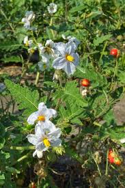 Image result for Solanum sisymbriifolium