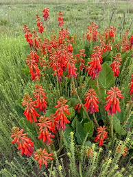 Image result for Erythrina zeyheri