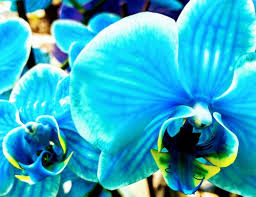 Check spelling or type a new query. Blue Orchids Are They Real Or Dyed Garden Fundamentals