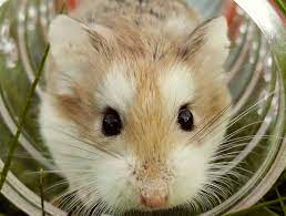 The Best Apartment Pets For College Students Apartmentguide Com