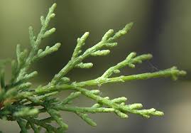 Image result for Cupressaceae