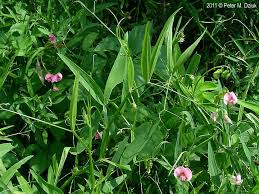 Image result for Oxyanthus latifolius