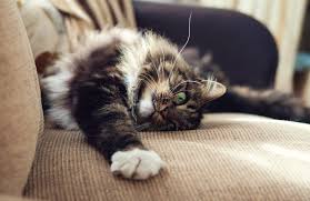 Is it normal for cats to scratch furniture? Cats Will Be Cats How To Stop Annoying Feline Habits From Destroying Your Home Daily Sabah
