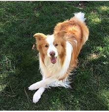 ee red border collie diamond of whitecastle elvis lobo bordercollie kopek egitimi collie kopek