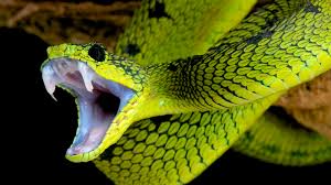 What S The Difference Between Venom And Poison Snake Snake Venom Cute Baby Animals