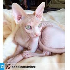 Pin On Sphynx