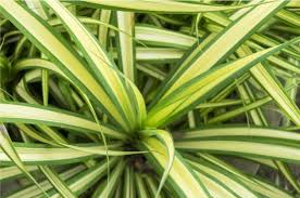 Pick from a range of blue, violet, pink or white hydrangea shrubs. Dracaena Care Guide Growing Information And Tips