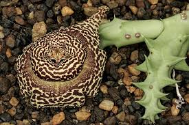 Image result for Orbea umbracula
