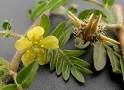 نتیجه تصویری برای گیاهان اسپرم ساز و داروی گیاهی افزایش و تقویت اسپرم