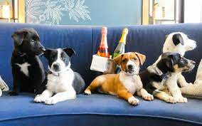 Jun 16, 2021 · labradoodle puppies, labradoodle breeder denver agape labradoodles, denver colorado. A Hotel In Denver Will Deliver Puppies And Prosecco To Your Room