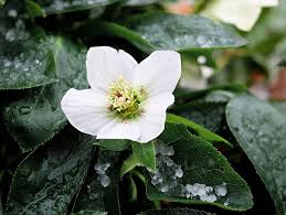 You may not be outside with the spade and pots of annuals but the garden can still be enjoyed by adding a few plants that bloom in winter. 10 Blooming Flowers For Your Winter Garden Fantastic Gardeners Blog