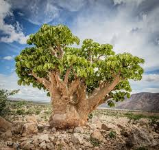 Image result for Cyphostemma montanum