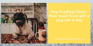 Pug Feeding Chart How Much Food Will A Pug Eat A Day Pug