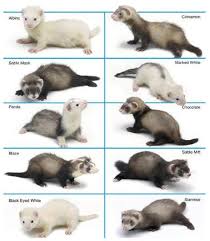 Marshall Ferret Pattern And Color Chart Marshall Ferrets