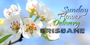 We did not find results for: 5 Best Sunday Flower Delivery In Brisbane Australia 2021