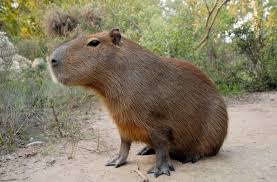 Also called capivara (in brazil), capiguara (in bolivia), chigüire, chigüiro, or fercho (in colombia and venezuela), carpincho (in argentina, paraguay and uruguay) and ronsoco (in peru), it is a member of the genus hydrochoerus, of which the only other extant member is the. Carpincho Era Verde