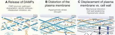 It is composed of cellulose which is classified as a carbohydrate. Https Www Mdpi Com 2223 7747 9 5 574 Pdf